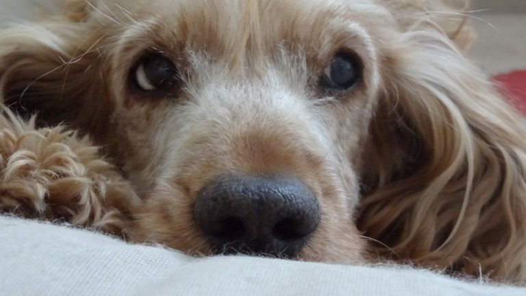 Nahaufnahme eines ruhenden Hundes mit sanften Augen im Tierschutzkontext.